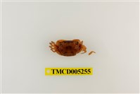 藏品(肥胖後相手蟹)的圖片